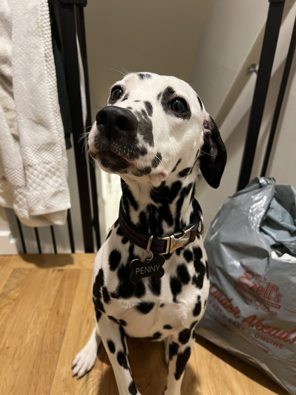 Penny the Dalmatian looking up attentively, wearing her collar with her name tag.