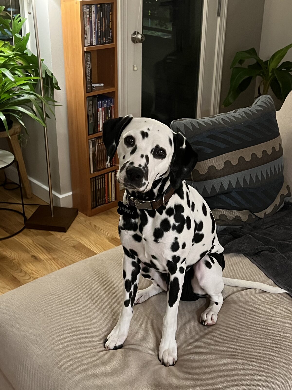 Penny sitting alertly on the sofa at home, wearing her collar with her name tag.