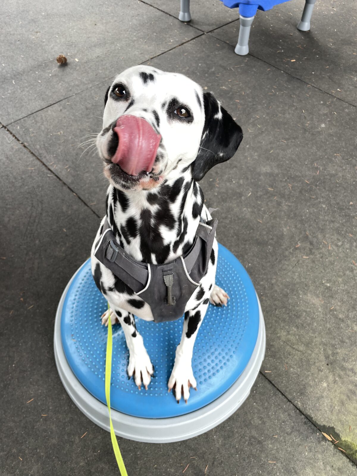 Penny mid-training session, balanced on a wobble disc during an exercise, licking her nose after a treat.